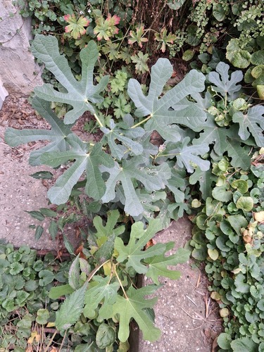 Ficus observed 2026-10-30