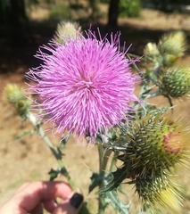 Cirsium rhaphilepis