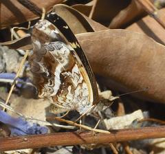 Anthanassa ptolyca amator