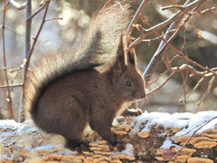 Sciurus vulgaris