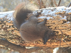 Sciurus vulgaris