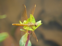 Brachythemis contaminata