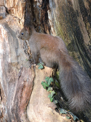 Sciurus vulgaris