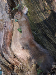 Sciurus vulgaris