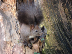 Sciurus vulgaris
