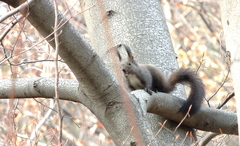 Sciurus vulgaris