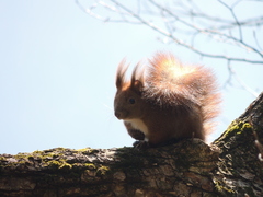 Sciurus vulgaris