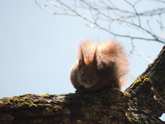 Sciurus vulgaris