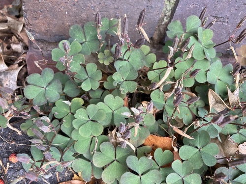 Oxalis corniculata observed 2026-10-30