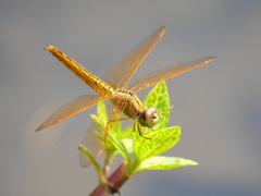 Brachythemis contaminata