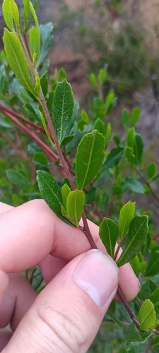 Dodonaea viscosa observed 2026-10-30