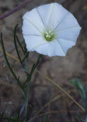 Convolvulus angustissimus