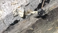 Latrodectus hesperus