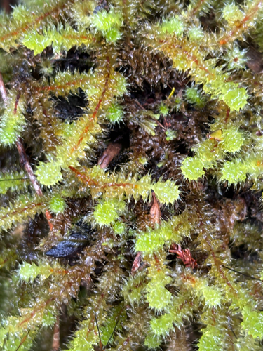 Ptychomnion aciculare observed 2026-10-30