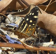 Anthanassa ptolyca amator