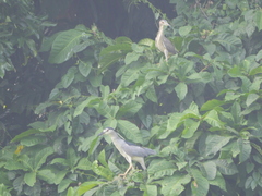 Nycticorax nycticorax