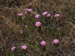 Convolvulus angustissimus