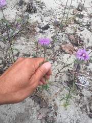 Monardella sinuata nigrescens