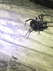 Latrodectus hesperus