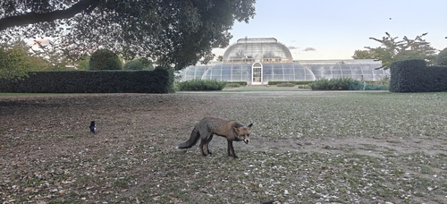 Vulpes vulpes photograph by the iNaturalist community