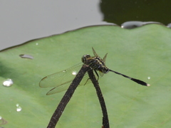 Orthetrum sabina