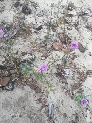 Monardella sinuata nigrescens