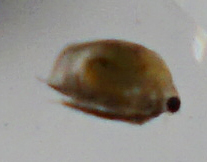 Daphniidae