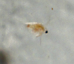Simocephalus