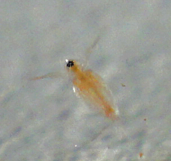 Simocephalus