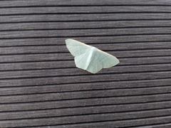 Pelagodes antiquadraria