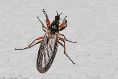 Bibio xanthopus