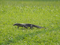 Varanus salvator