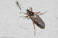 Bibio xanthopus