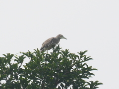 Nycticorax nycticorax