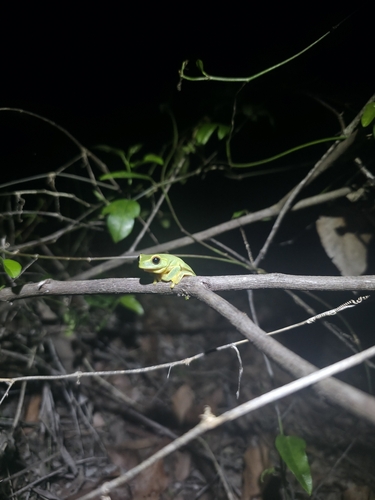 Litoria observed 2026-10-30