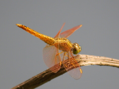 Brachythemis contaminata