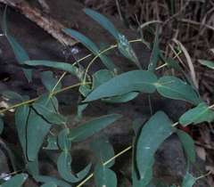 Eucalyptus viminalis viminalis