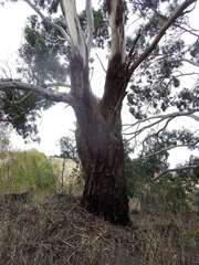Eucalyptus viminalis viminalis