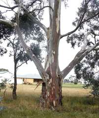 Eucalyptus rubida