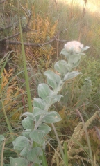 Helichrysum umbraculigerum
