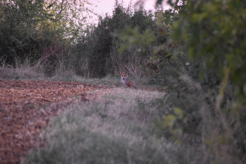 Vulpes vulpes photograph by the iNaturalist community