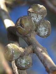 Eucalyptus rubida