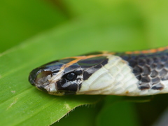 Calliophis intestinalis