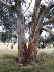 Eucalyptus rubida