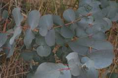 Eucalyptus rubida