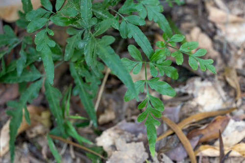 Pteris ensiformis observed 2026-10-30