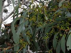 Eucalyptus rubida