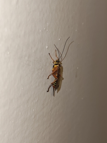 Echthromorpha agrestoria observed 2026-10-30