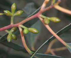 Eucalyptus rubida