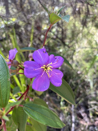 Melastoma malabathricum observed 2026-10-29